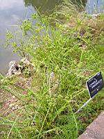 Cyperus Eragrostis (fam Cyperacees) (amerique du nord) (1) (Photo F. Mrugala)